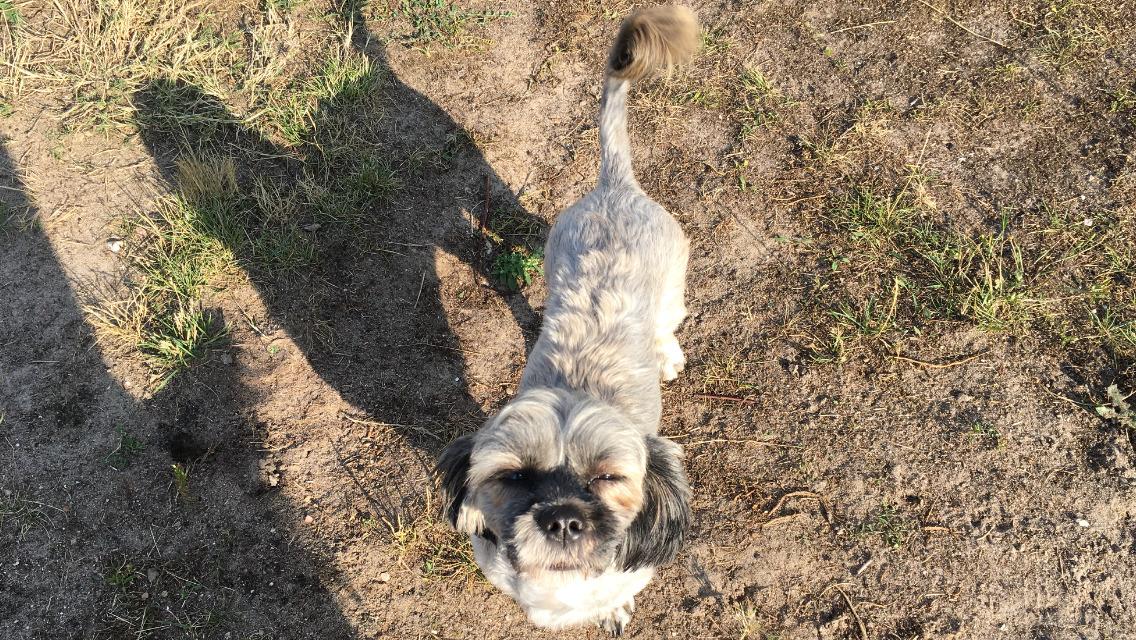 Lhasa apso Tulle *mors*  billede 11