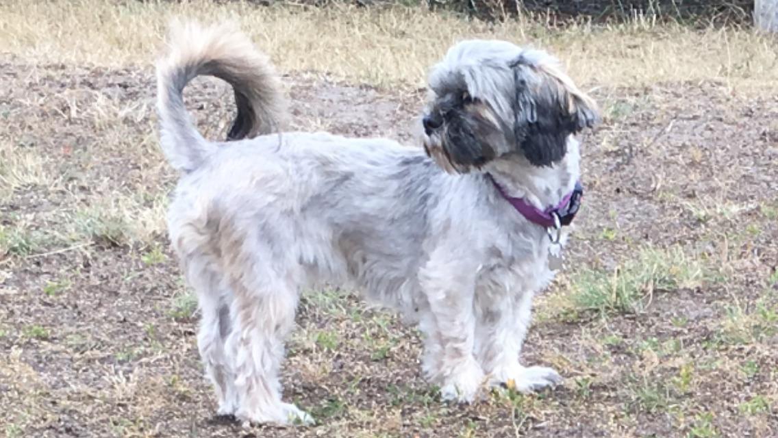 Lhasa apso Tulle *mors*  billede 12