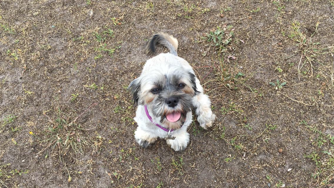 Lhasa apso Tulle *mors*  billede 13