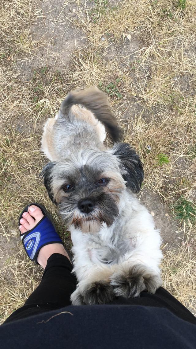 Lhasa apso Tulle *mors*  billede 14