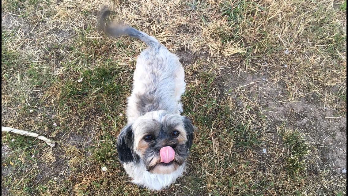 Lhasa apso Tulle *mors*  billede 15