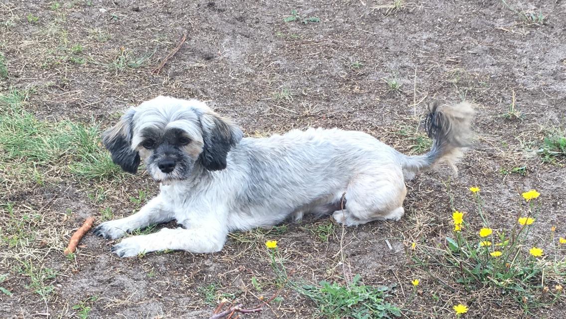 Lhasa apso Tulle *mors*  billede 6