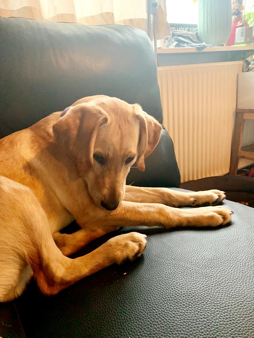 Labrador retriever Lupa billede 27