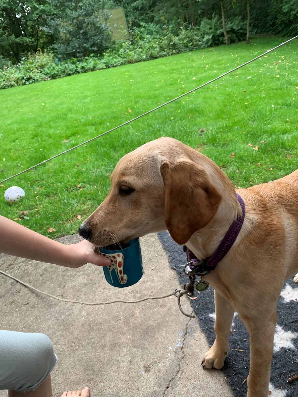 Labrador retriever Lupa billede 25