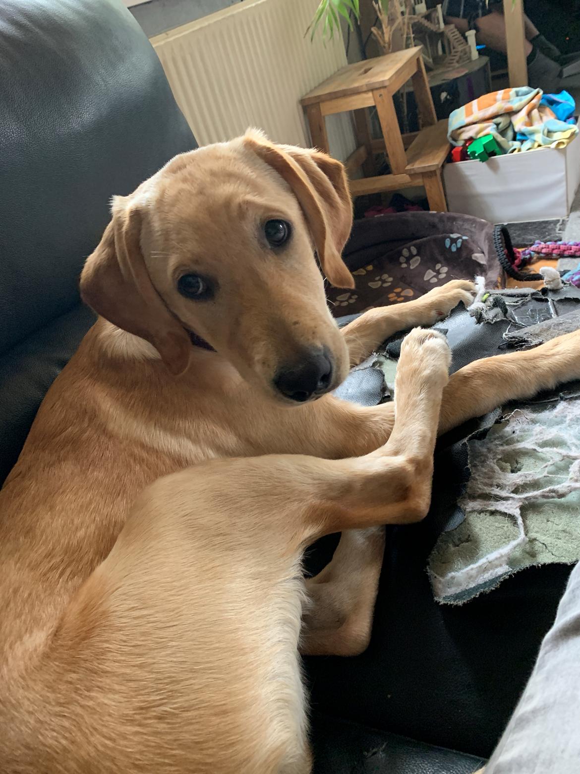 Labrador retriever Lupa billede 28