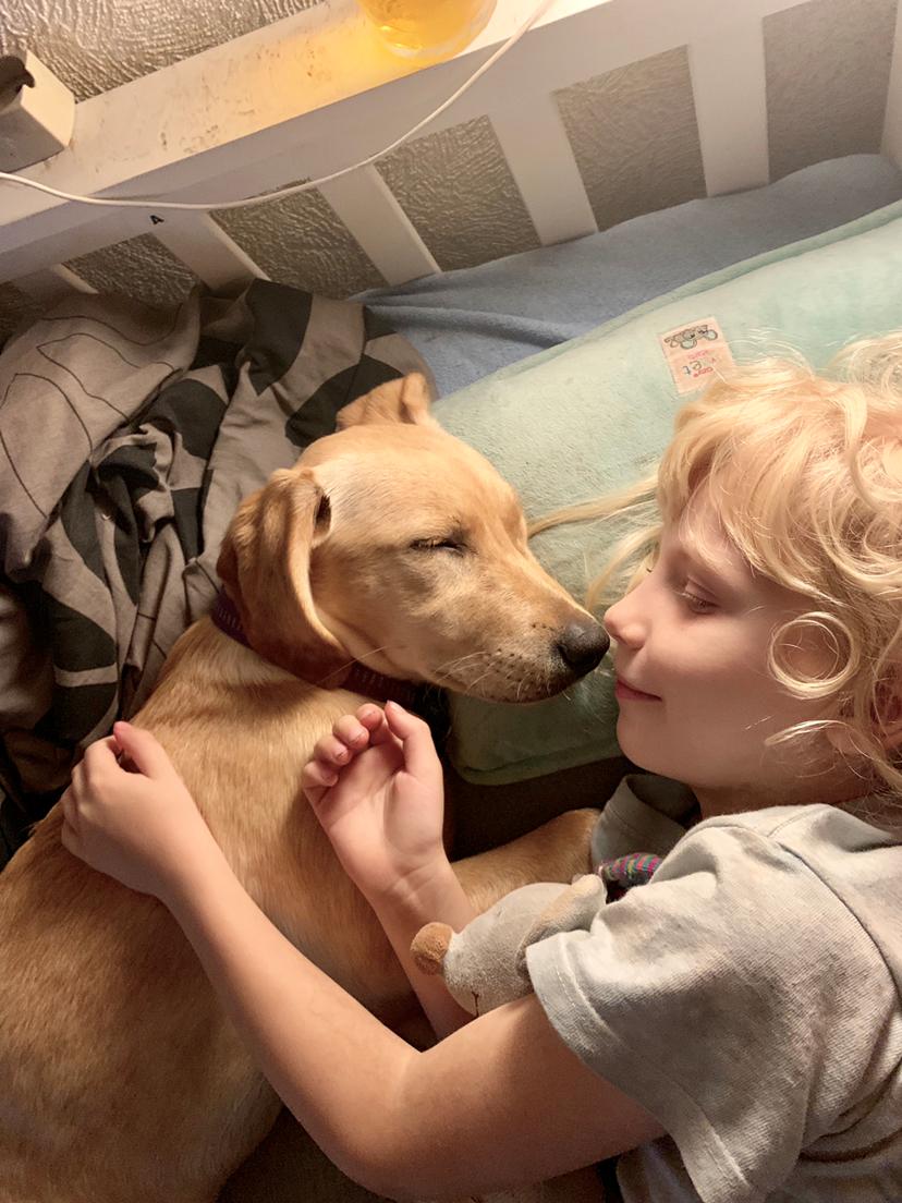 Labrador retriever Lupa billede 29