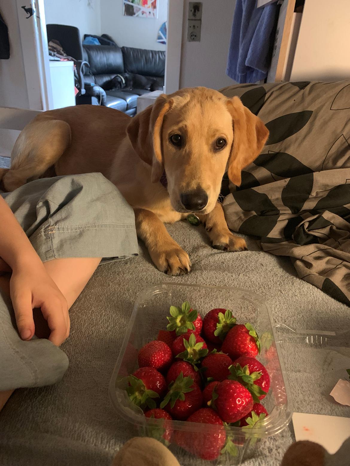 Labrador retriever Lupa billede 30