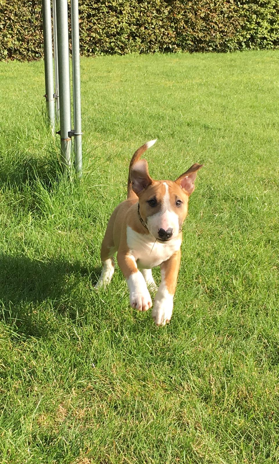 Bullterrier miniature Glossy Black Banana Mania aka Joey - Knap 10 uger billede 12