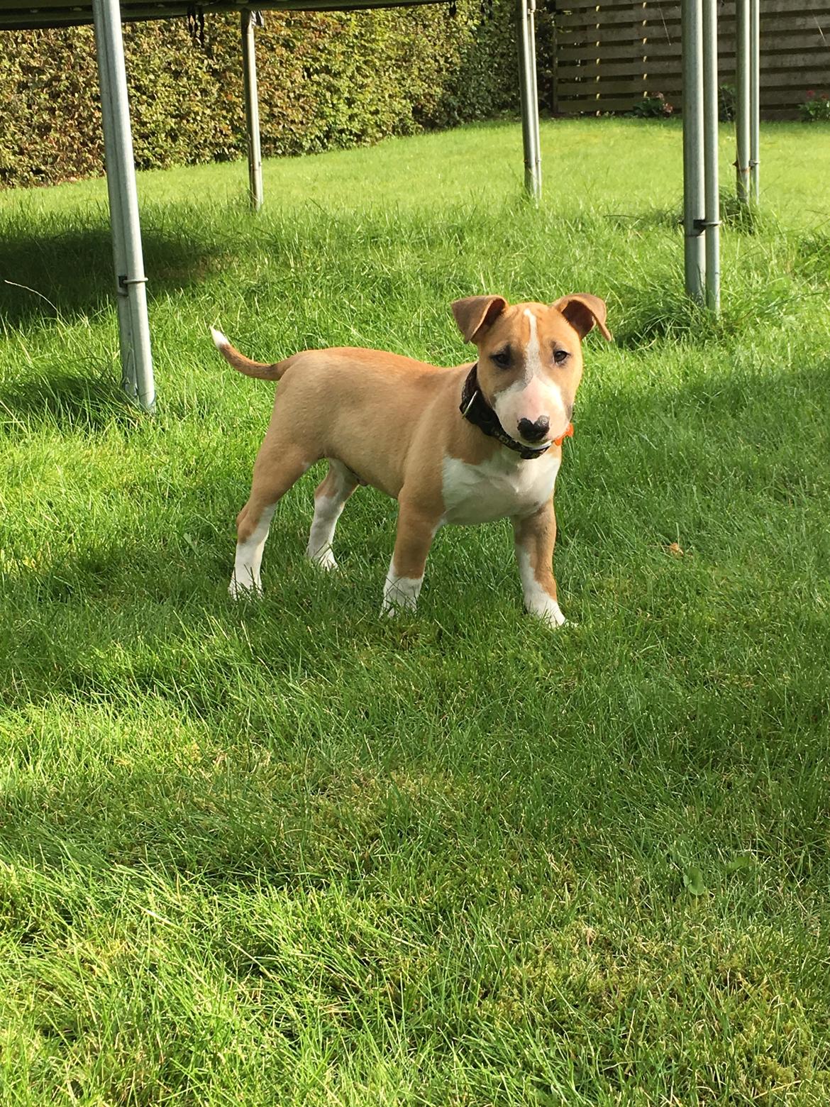 Bullterrier miniature Glossy Black Banana Mania aka Joey billede 13