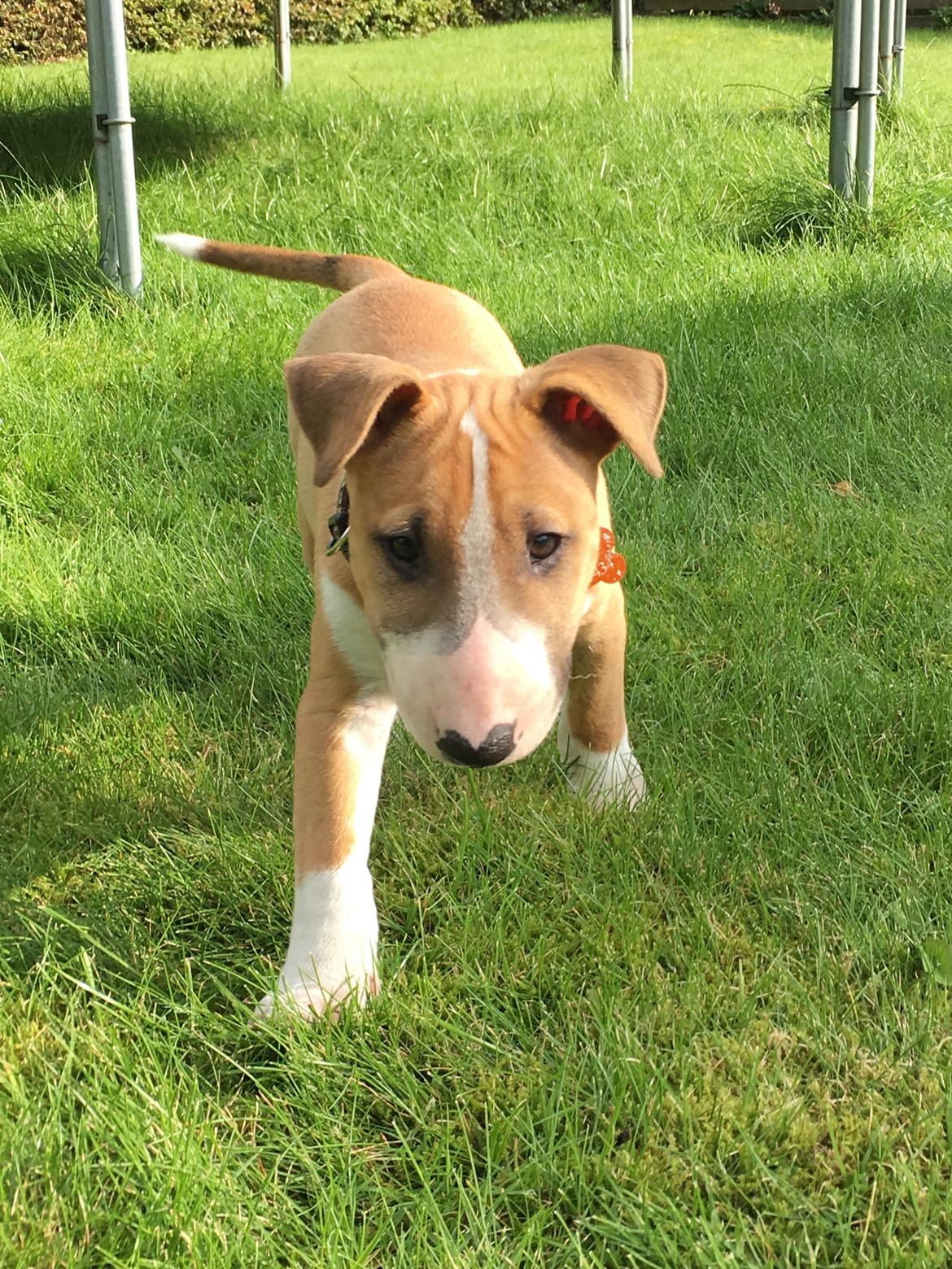 Bullterrier miniature Glossy Black Banana Mania aka Joey billede 14