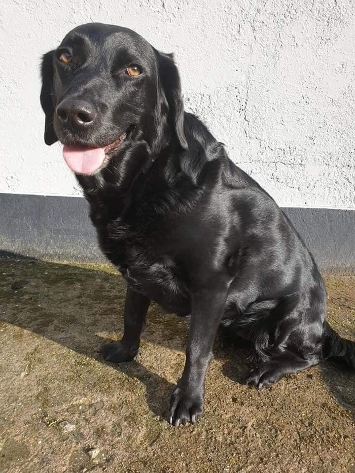 Labrador retriever bonnie (formel 1) Rip:( billede 41