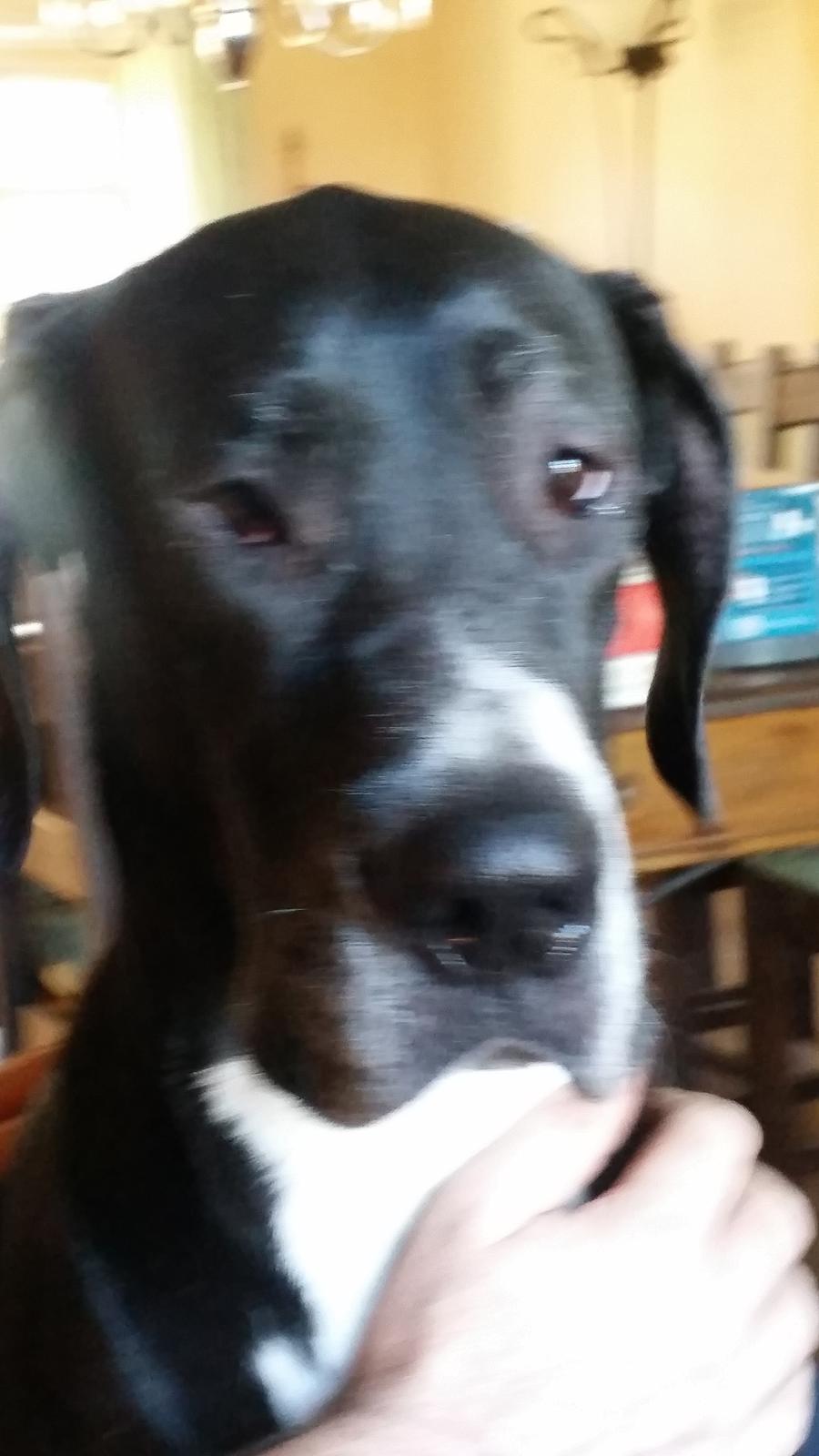 Grand danois Wilma billede 25