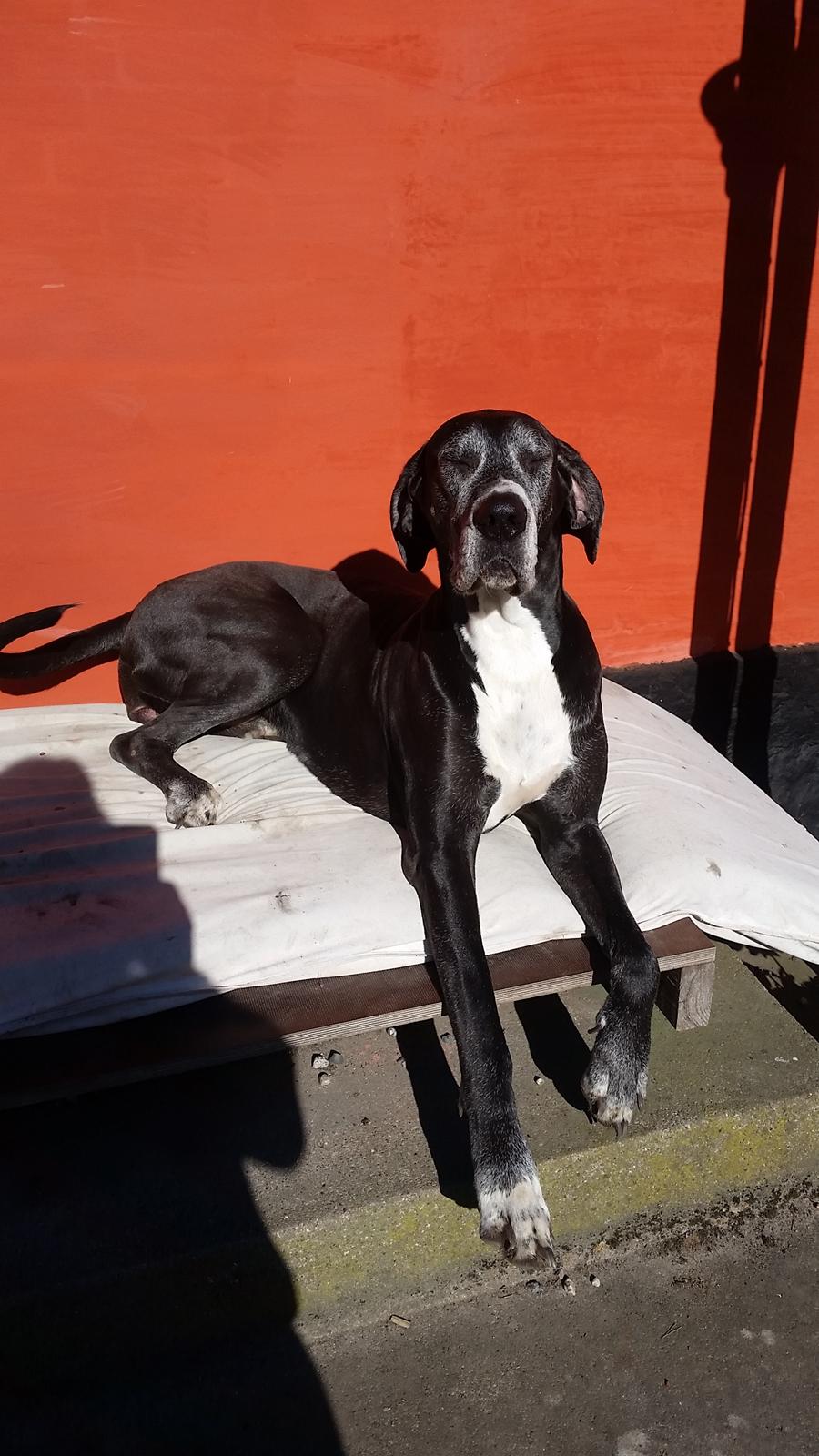 Grand danois Wilma billede 26