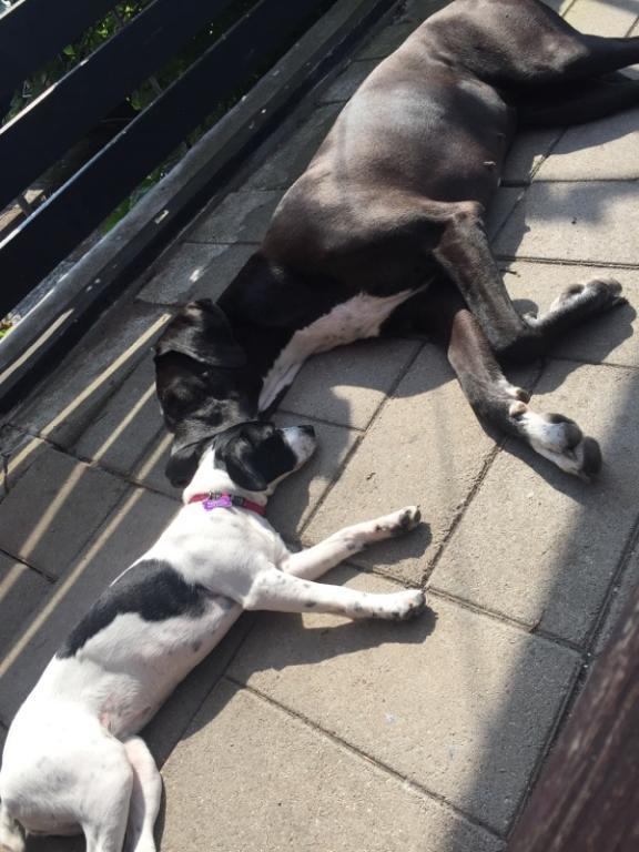 Grand danois Wilma billede 27