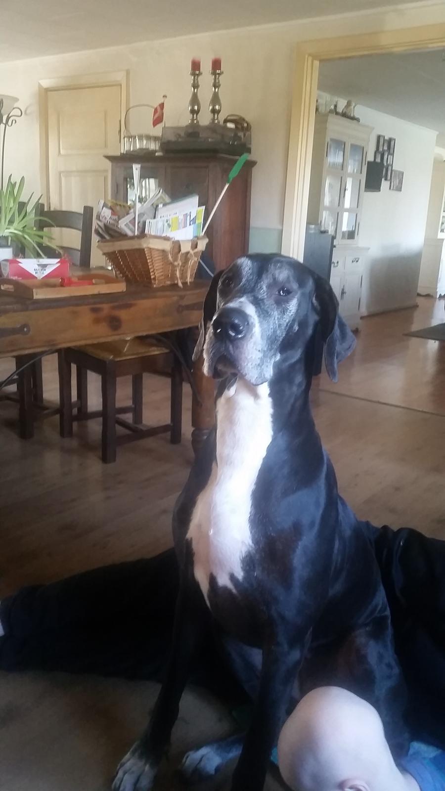 Grand danois Wilma billede 2