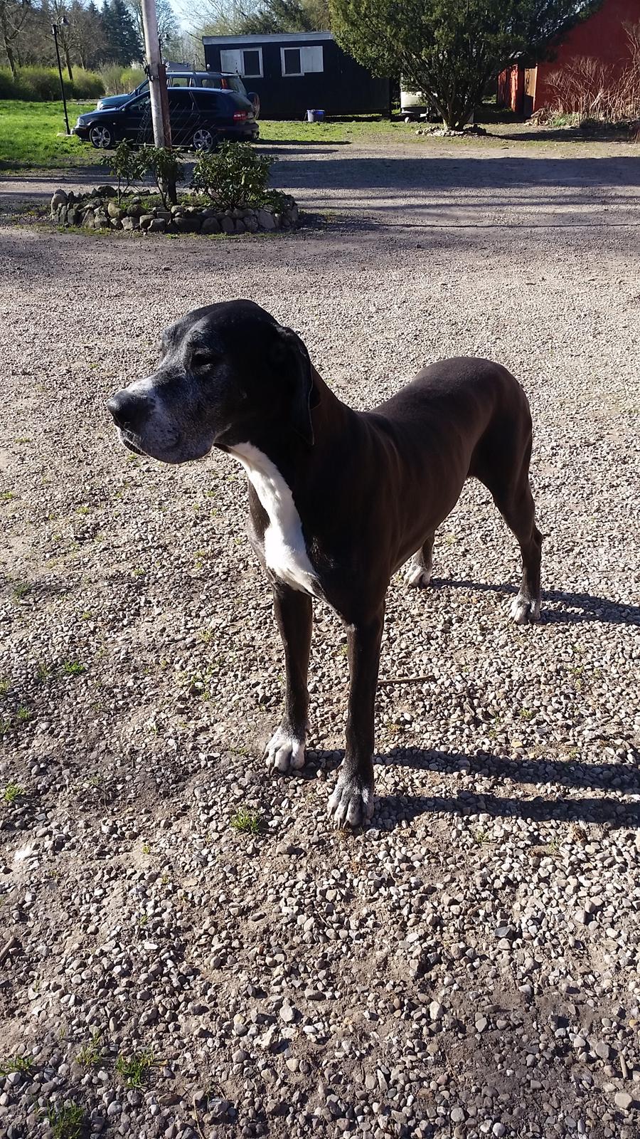 Grand danois Wilma billede 1