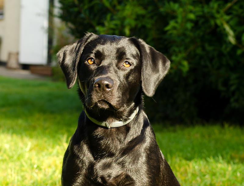Labrador retriever Pinnmoors Perry Tequila billede 28