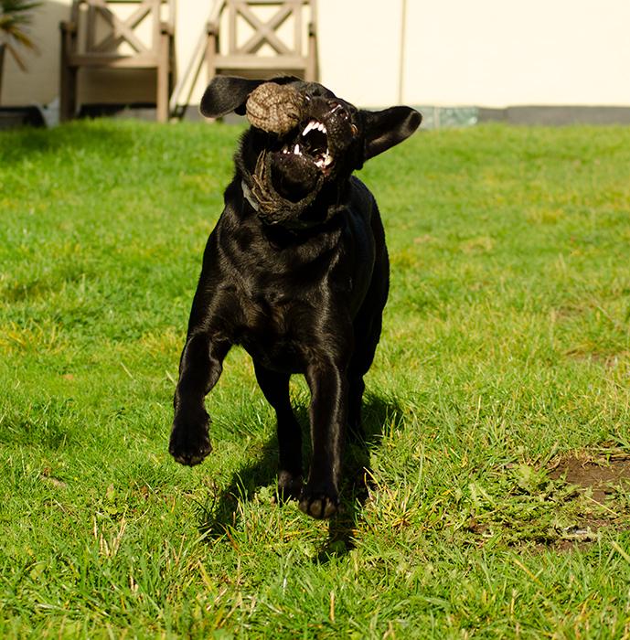 Labrador retriever Pinnmoors Perry Tequila billede 29