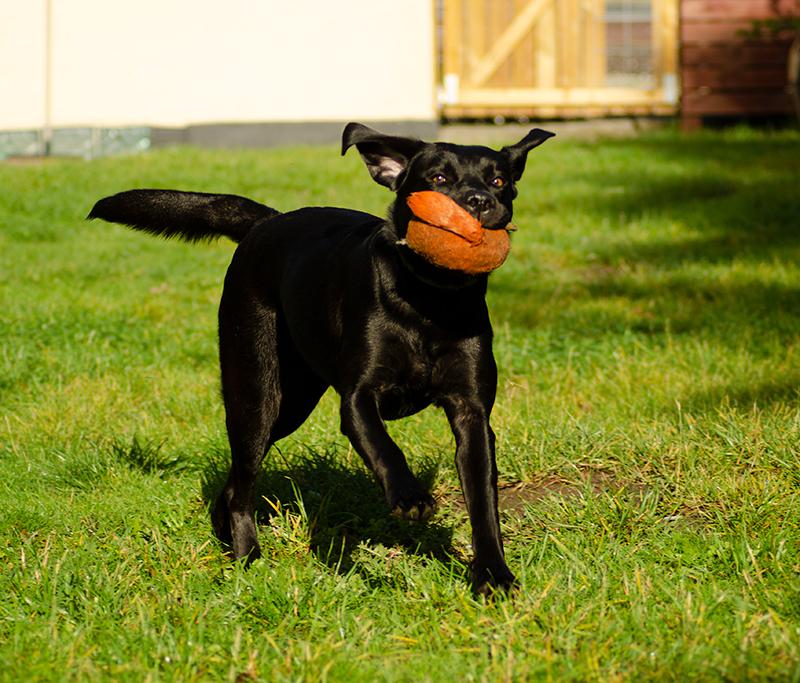 Labrador retriever Pinnmoors Perry Tequila billede 26