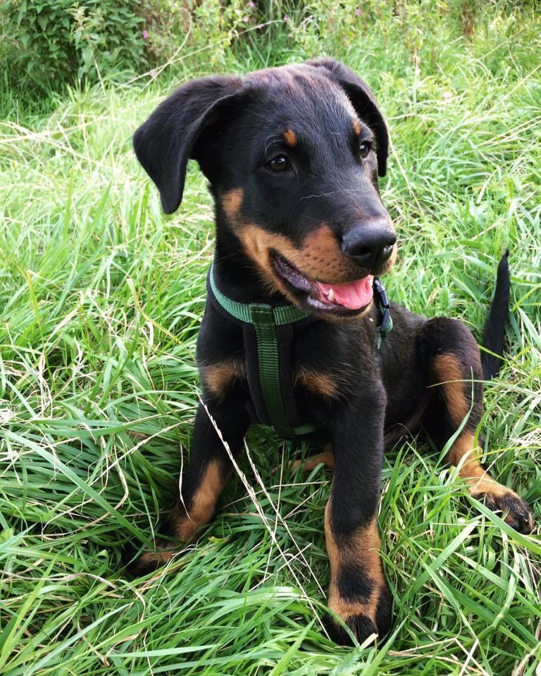 Beauceron Flynn billede 11