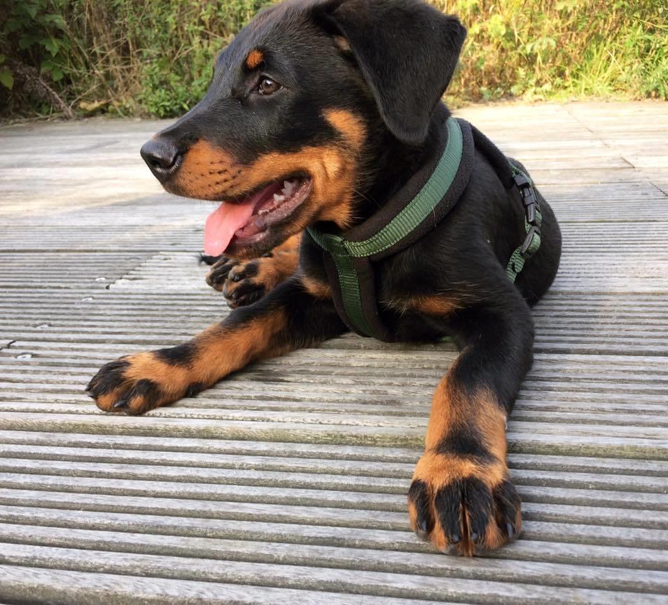 Beauceron Flynn billede 3