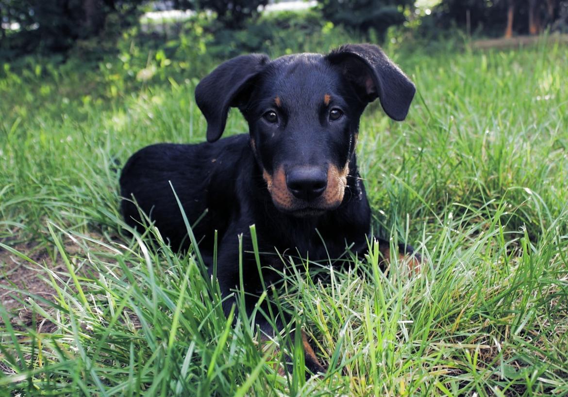 Beauceron Flynn billede 1