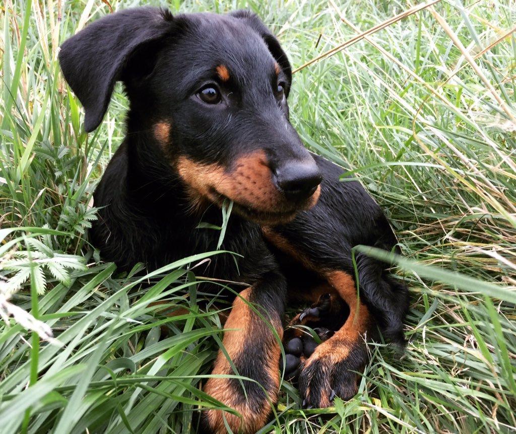 Beauceron Flynn billede 12