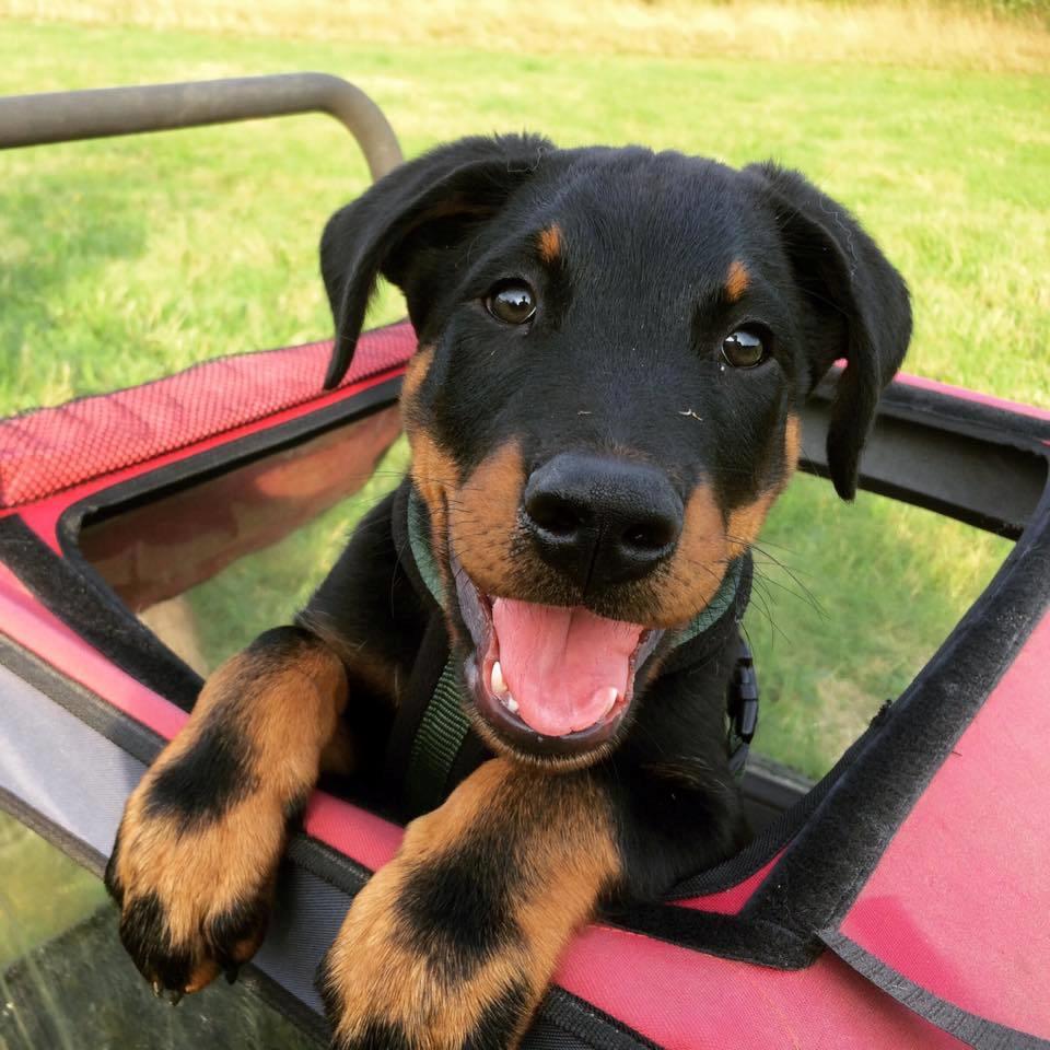 Beauceron Flynn billede 2