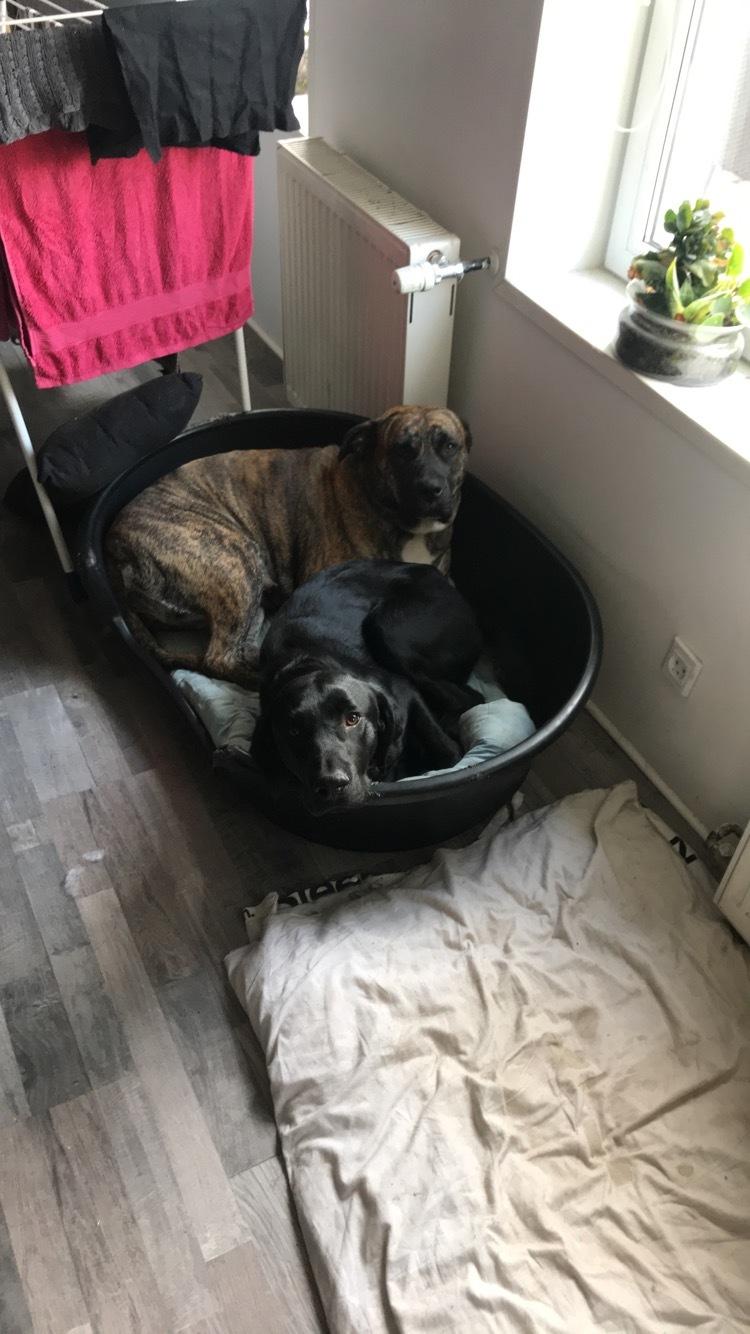 Dogo canario Nala billede 2