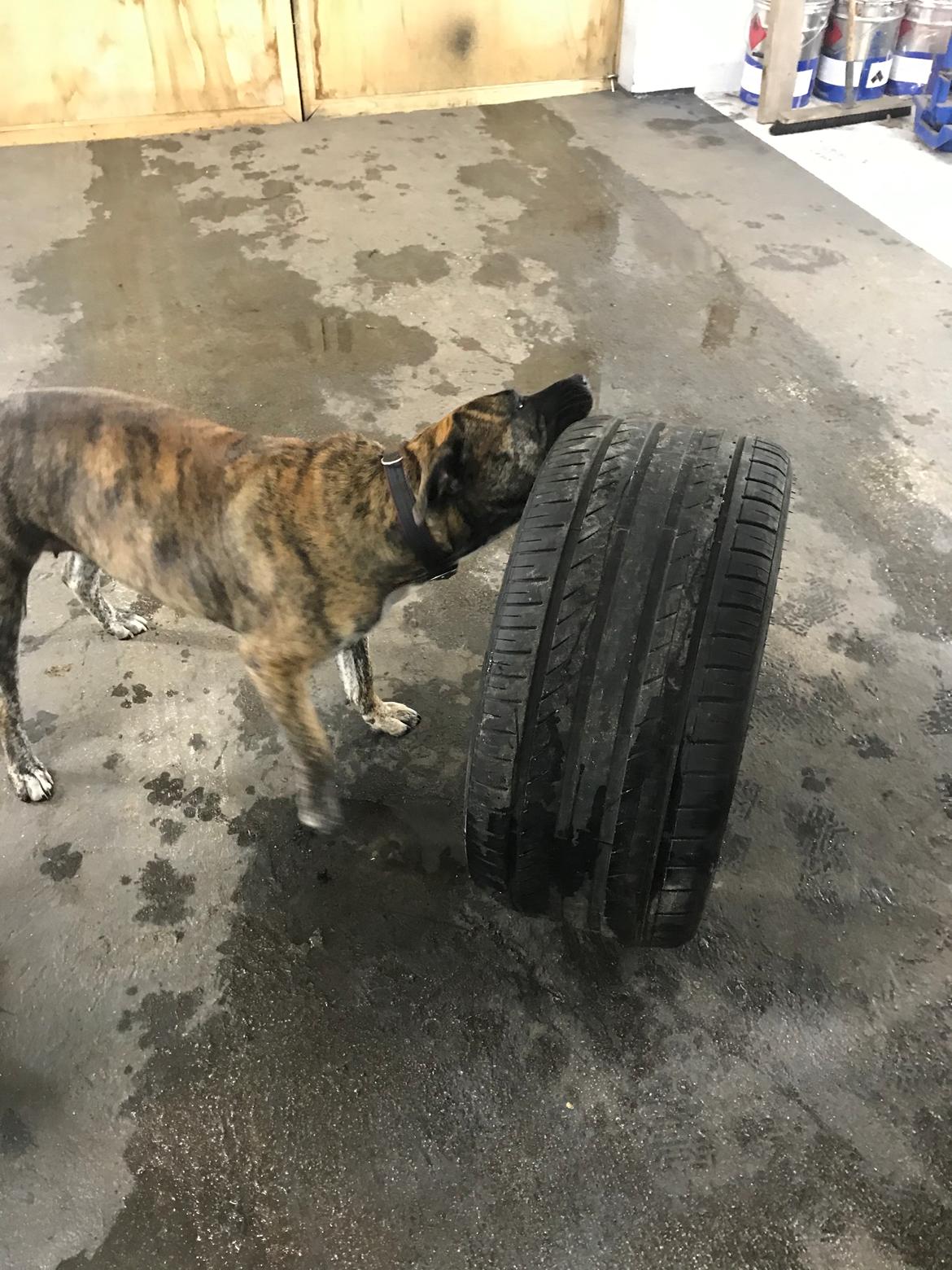 Dogo canario Nala billede 1