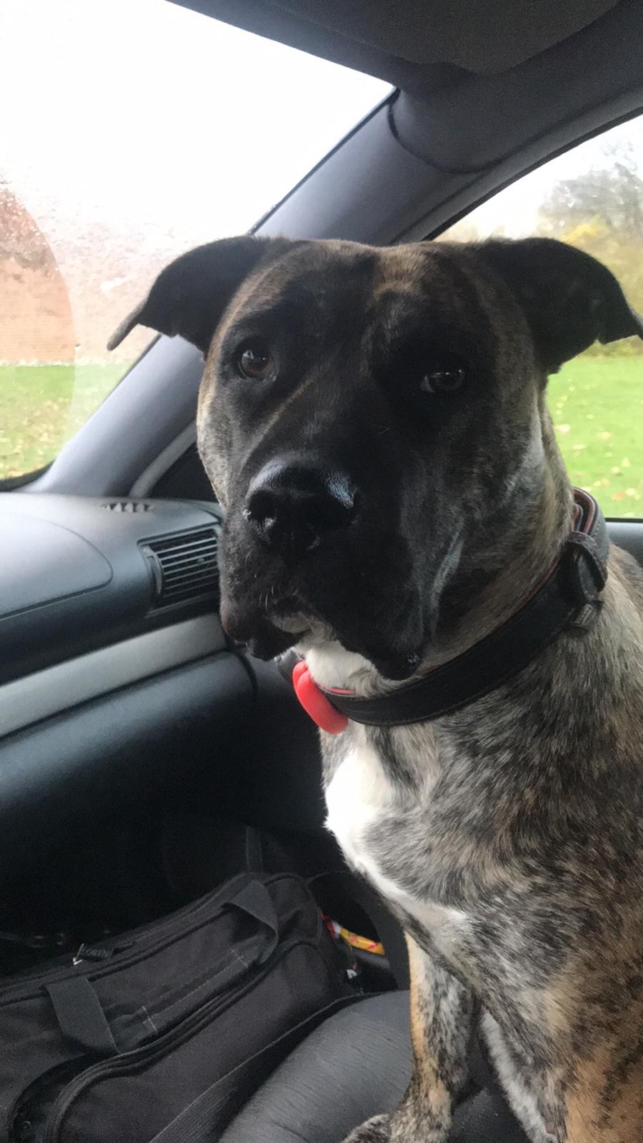 Dogo canario Nala billede 3