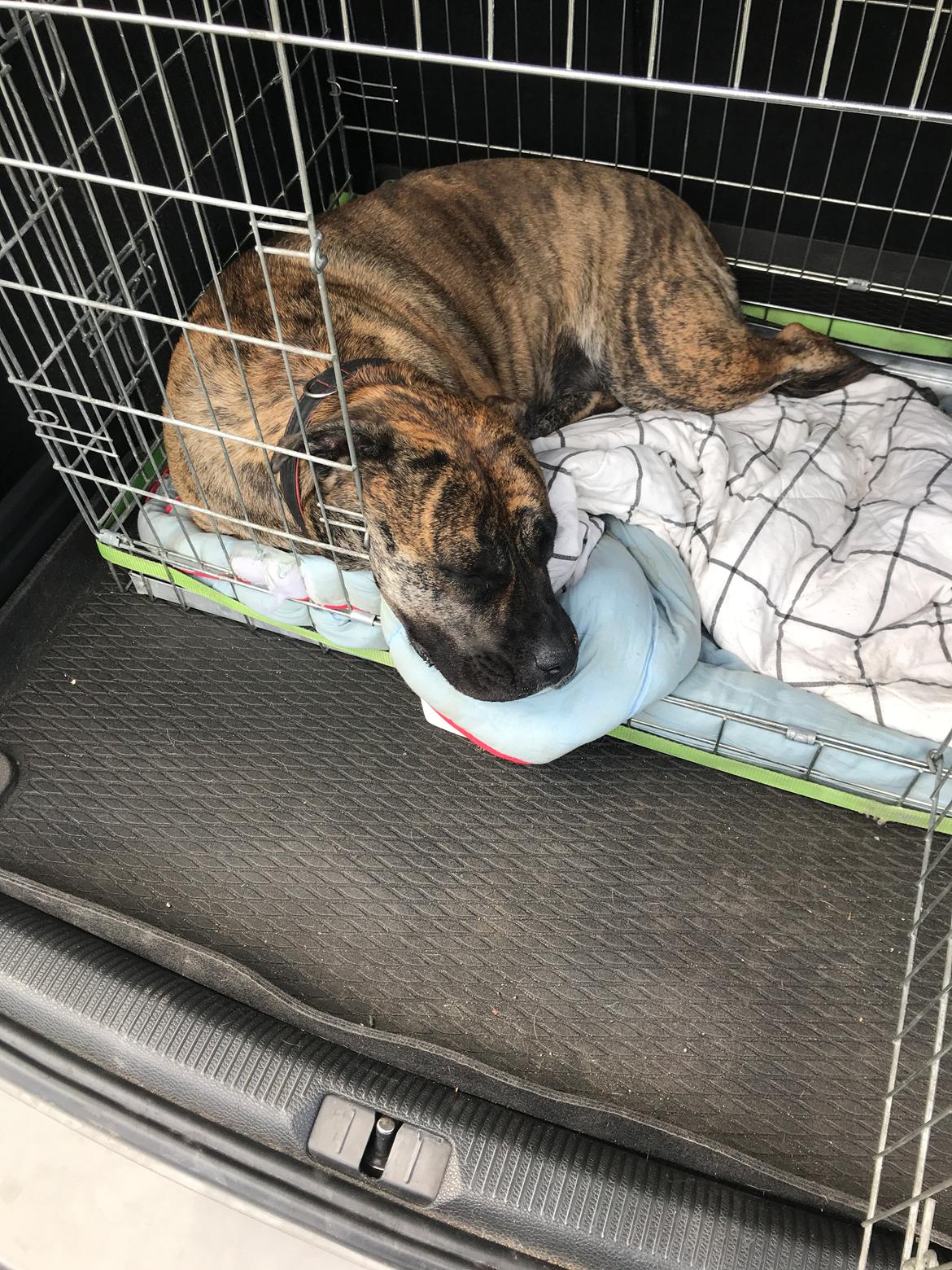 Dogo canario Nala billede 4