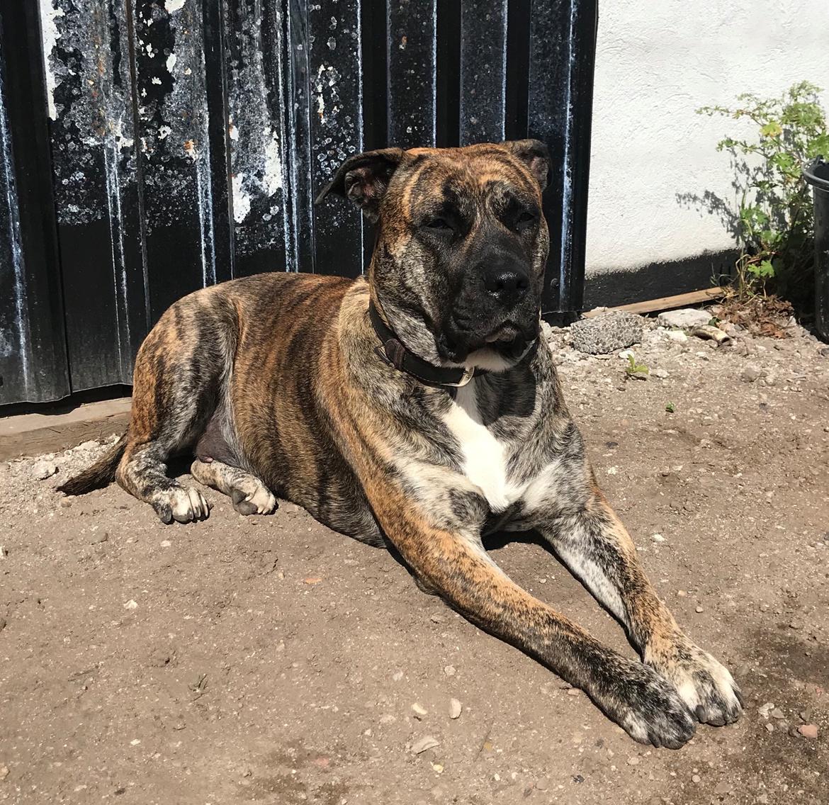 Dogo canario Nala billede 6