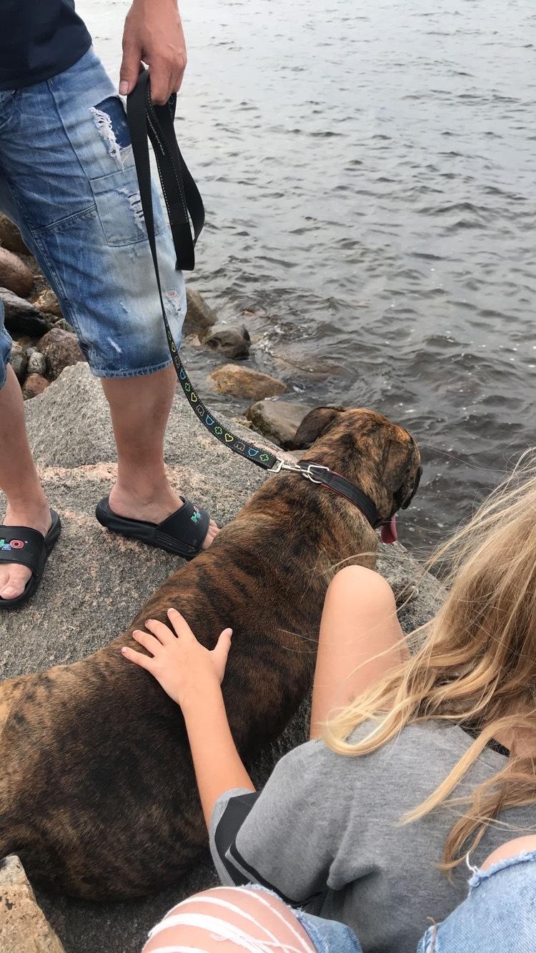 Dogo canario Nala billede 5