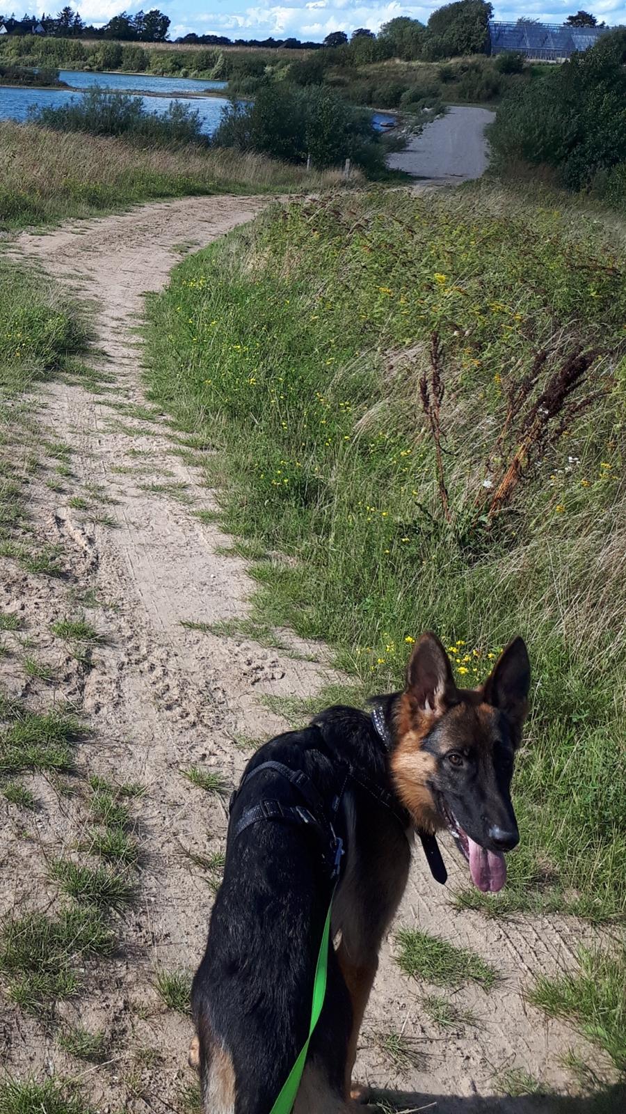 Schæferhund Santo jr. - 7 mdr billede 34