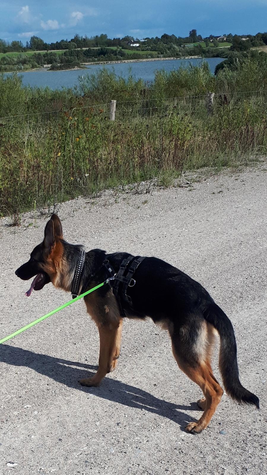 Schæferhund Santo jr. billede 35