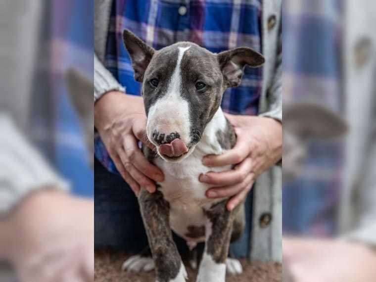 Bullterrier miniature Rocco billede 1