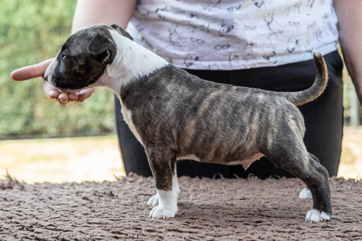 Bullterrier miniature Rocco billede 2