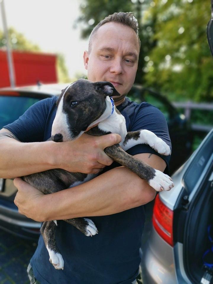 Bullterrier miniature Rocco billede 5