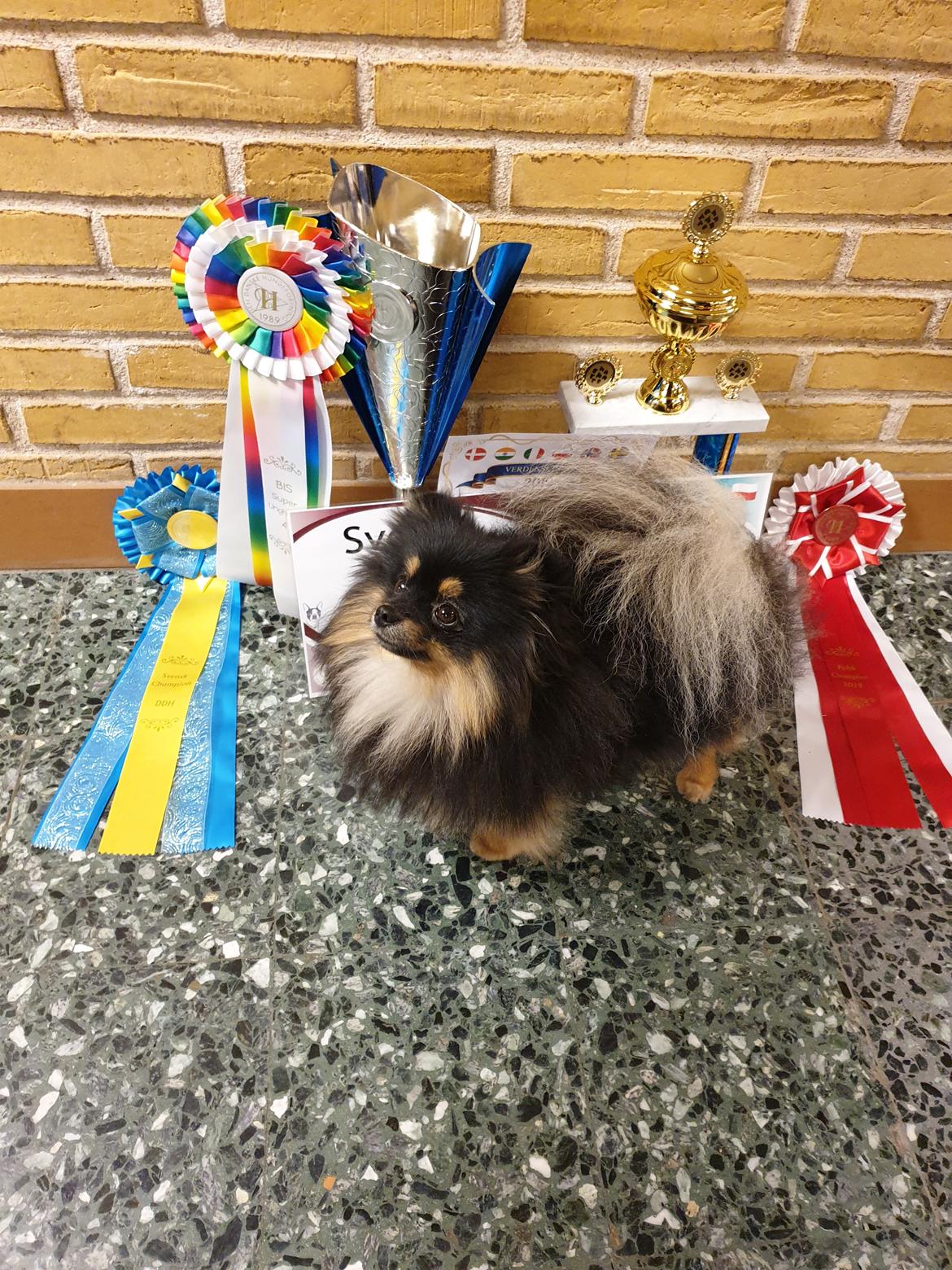 Pomeranian High Fly Chloé  - til trods for vi var trætte på dag nr.2 og vi midt i at tabe alt under ulden, gik det sq meget godt :b billede 1