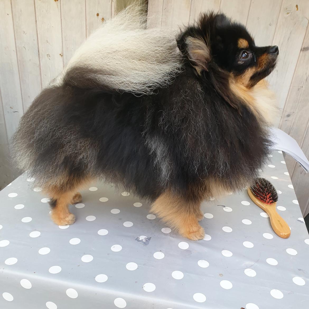 Pomeranian High Fly Chloé  billede 5