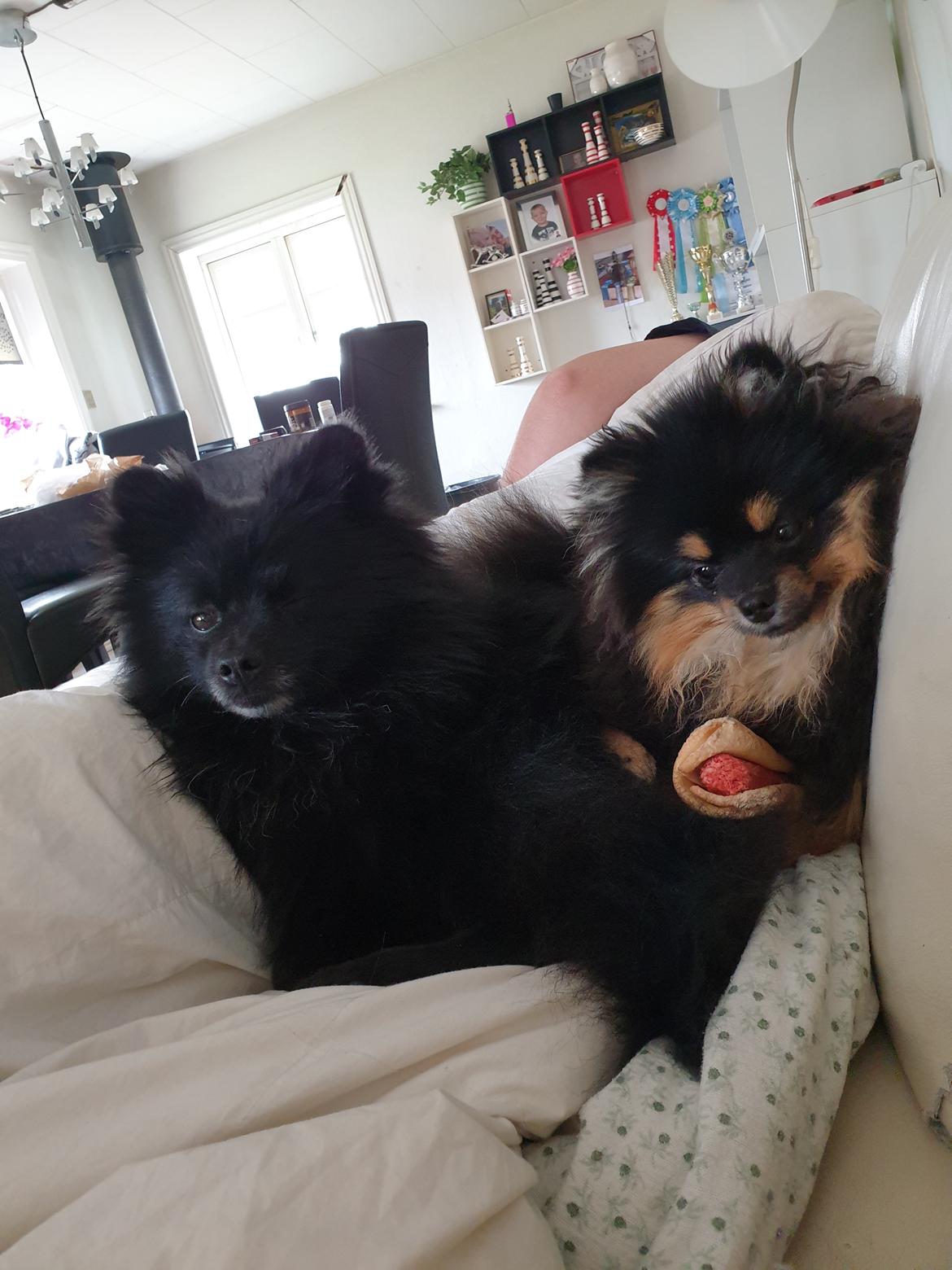 Pomeranian High Fly Chloé  billede 10
