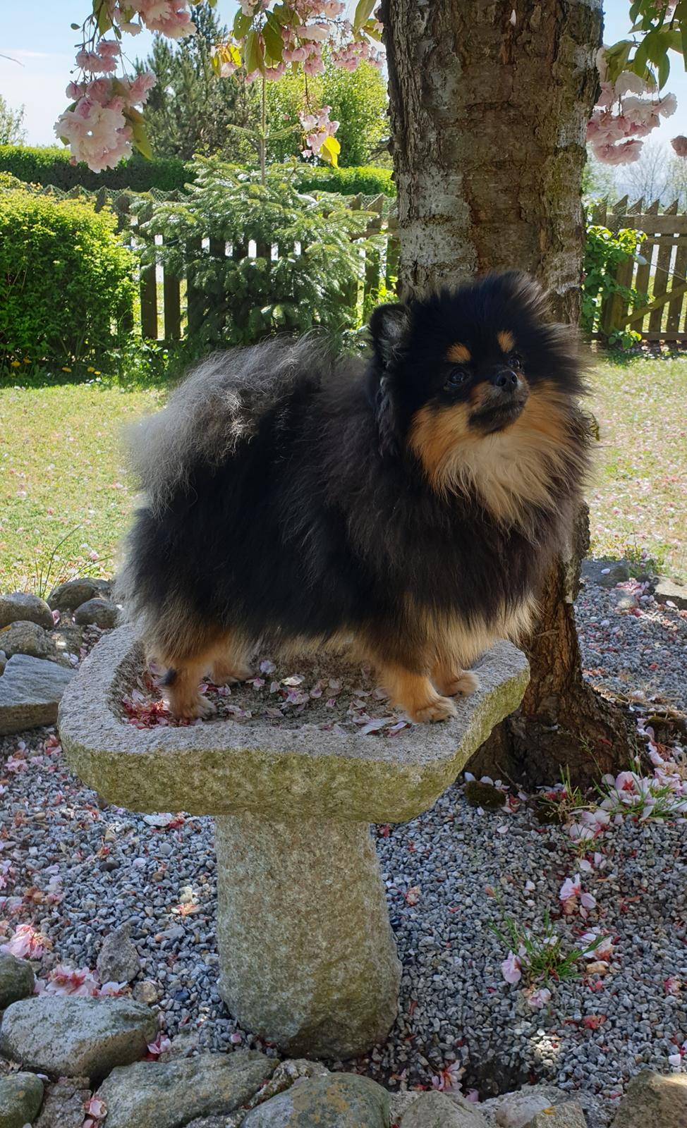 Pomeranian High Fly Chloé  billede 11