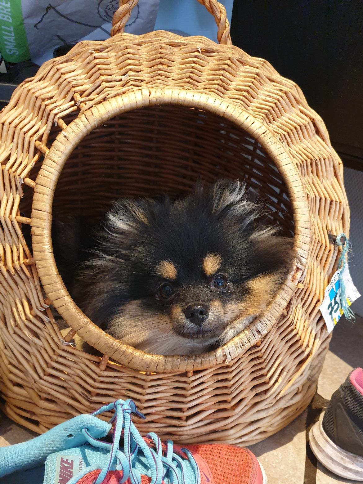 Pomeranian High Fly Chloé  billede 13