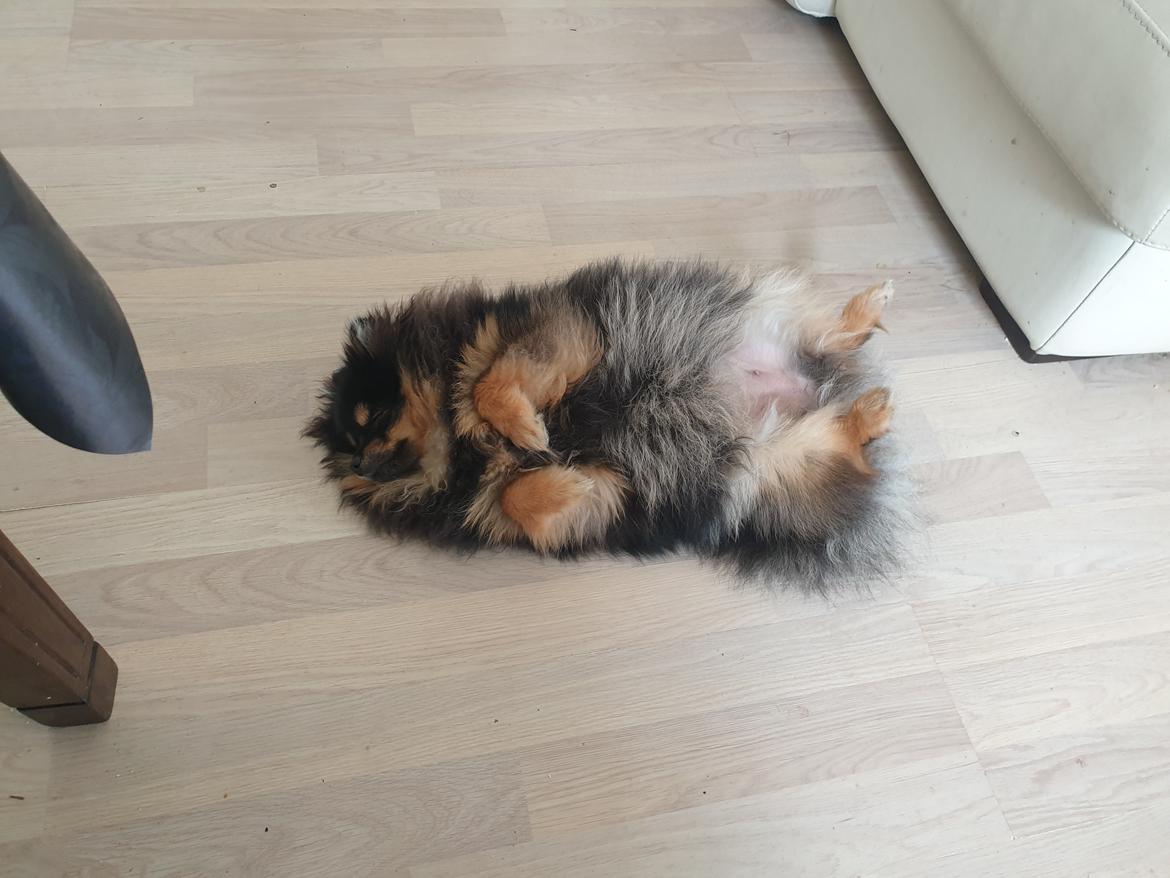 Pomeranian High Fly Chloé  - yndlings sove stilling  billede 14