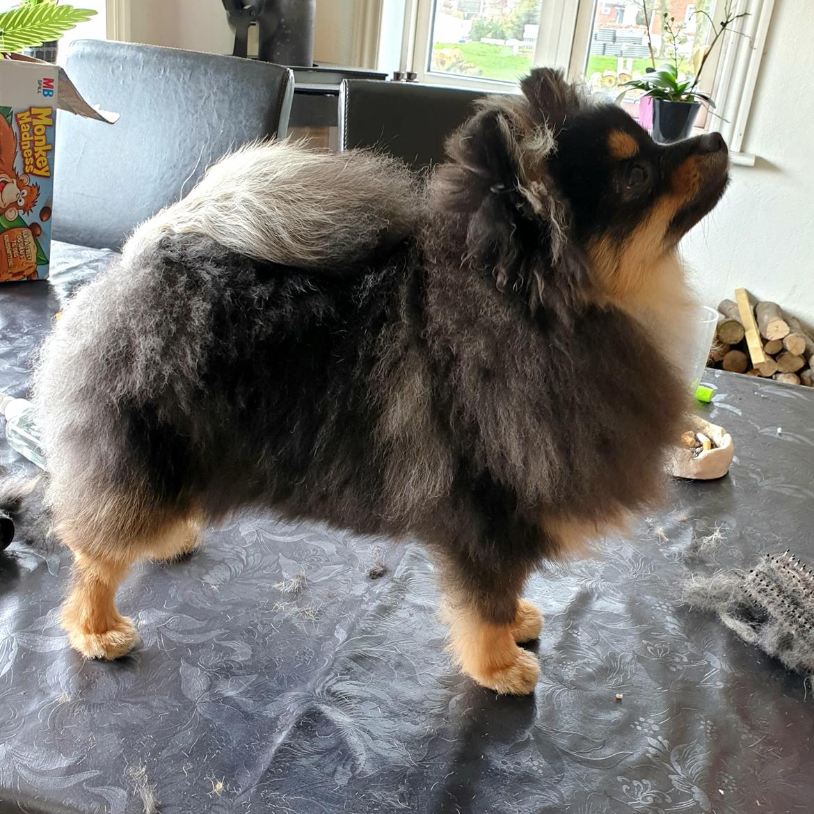 Pomeranian High Fly Chloé  - pels under udvikling :p billede 17