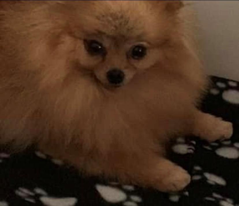 Pomeranian Penny (Simvol Goda russian Queen)  billede 3