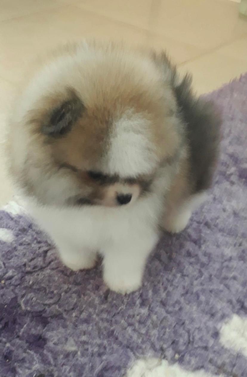 Pomeranian Cookie (Simvol Goda Daily delight Danica) billede 1