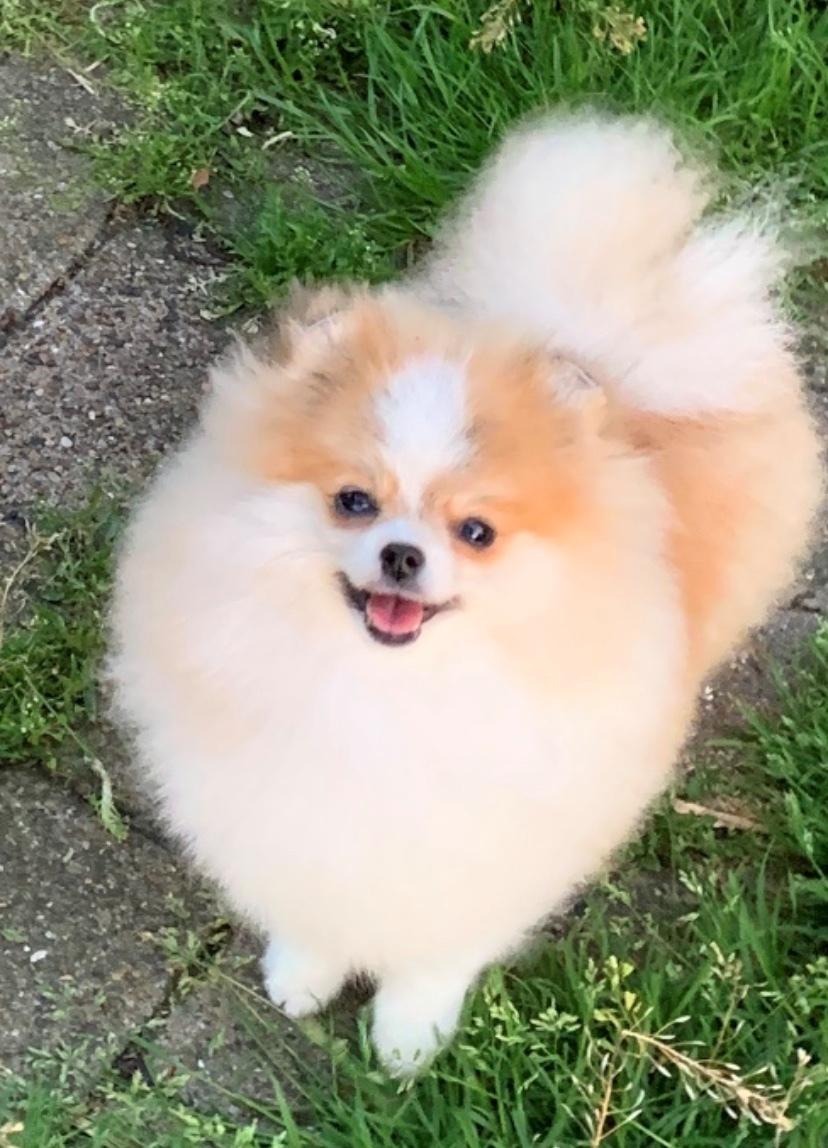 Pomeranian Cookie (Simvol Goda Daily delight Danica) billede 3