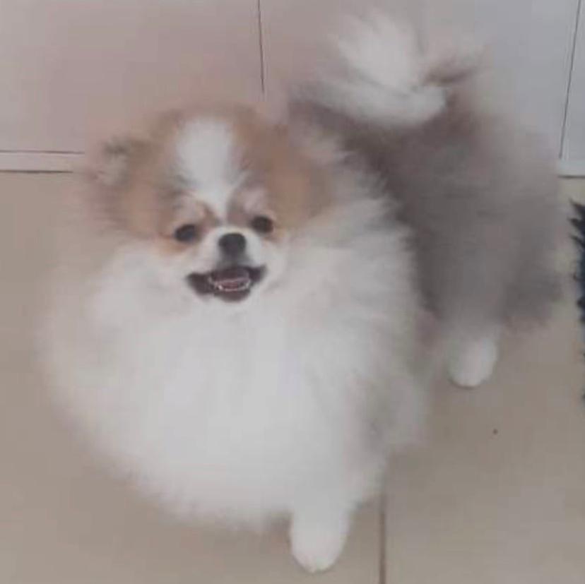 Pomeranian Cookie (Simvol Goda Daily delight Danica) billede 4